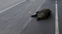 Beykoz'da domuz yola indi