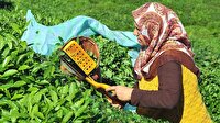 Çay üreticisine kilo başına 13 kuruş ödenecek