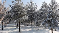 Ağrı’da kırağı tutan ağaçlar büyüledi