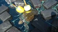 53 milyon dolarlık kokainle yakalanan torbacı kaplumbağa