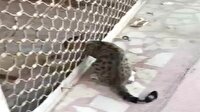 Kepenge sıkışan kediyi itfaiye kurtardı