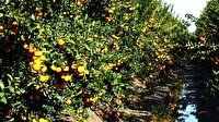 Adana’dan 125 milyon liralık mandalina ihraç edilecek