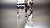 Karadeniz kedisi böyle olur!