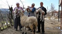Muğla'da bir koyun beşiz yavruladı