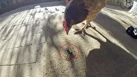 Zehirli örümcekle karşılan tavuk!