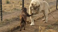 Aslan ve köpek herkesi şaşırttı