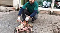 Siverek’te 8 ayaklı kuzu görenleri şaşırttı