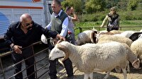 300 koyun+maaş heyecana yol açtı
