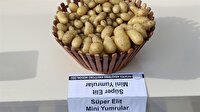 Yerli patates başlıyor