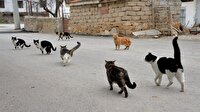 Ezanı duyan kediler cami önüne toplanıyor