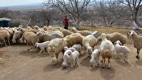 '300 koyun projesi'nde başvurular yarın sona erecek