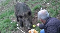 Tunceli'de yaban domuzunu elleriyle beslediler