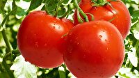 Tek yerden 10 ülkeye domates ihracatı