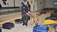 Narkotik köpeği 11 milyon liralık uyuşturucuyu yakalattı