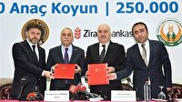 500 bin koyun ve 250 bin düve için imzalar atıldı