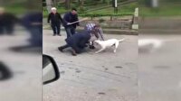 Pitbull dehşeti kamerada