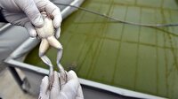 Kilosu 40 lira, isteyene ücretsiz verilecek