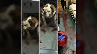 Bulldog'u polis kurşunu bile durduramadı