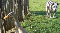 Kaşlarıyla fenomen olan köpek