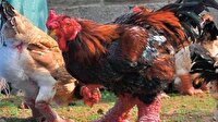 Havalimanında ejderha tavuğu yumurtası yakalandı