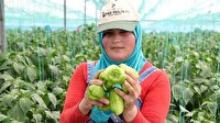 Kilosu 1,5 liradan gidiyor