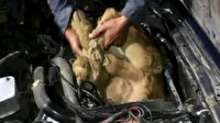 Ardahan'da ilginç kaçakçılık girişimi: Otomobil motorunda dana sokmaya çalıştılar