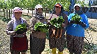 Asma yaprağından geçiniyorlar