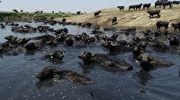 'Afrika savanası' değil Balıkesir