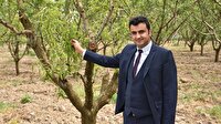 Şeftaliyi bırakıp hayvancılığa yöneldiler