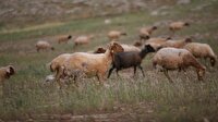 Afyonkarahisar'da 67 koyun telef oldu