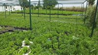 Burhaniye Türkiye’nin stevia üretim merkezi oldu