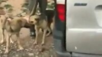 Köpekleri arabasıyla ezen sürücü kıskıvrak yakalandı