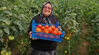 Domates üreticisi Fatma teyzeden ihracat başarısı