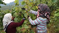 Fındık işçisinin yevmiyesi belirlendi