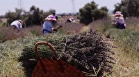 Lavanta işine giren ev hanımı gözünü yurt dışına dikti