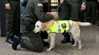 Polis köpeğinin başına para ödülü koydular