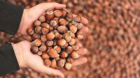 Üreticinin elindeki fındığın tamamına talip