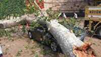 190 yaşındaki çınar lüks otomobili hurdaya çevirdi