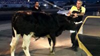 İzmir'de polisin durdurduğu otomobilden dana çıktı