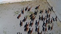 Şampiyon adayları yeni sahiplerini buldu