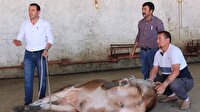 Kurban nasıl kesilir? Uzmanından kurban yatırma taktikleri