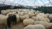Kurban pazarlarında fiyatlar düştü