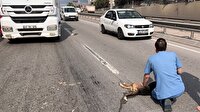 Yaralı köpeği tırıyla korudu