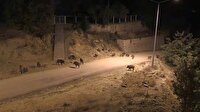 Tunceli'de aç kalan domuzlar şehre indi