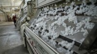 'Beyaz altın' üretiminde sevindiren hareketlilik