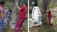 Çıra için oyulan ağaç tedavi edildi