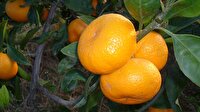 Mandalina bağışıklığa birebir