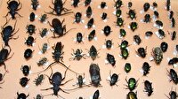 100 bin böcek toplayıp müze kurdular