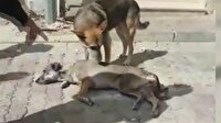 Anne köpek inleyerek otomobilin çarptığı yavrusu için yardım istedi
