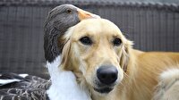 Dostlukları herkese örnek olsun